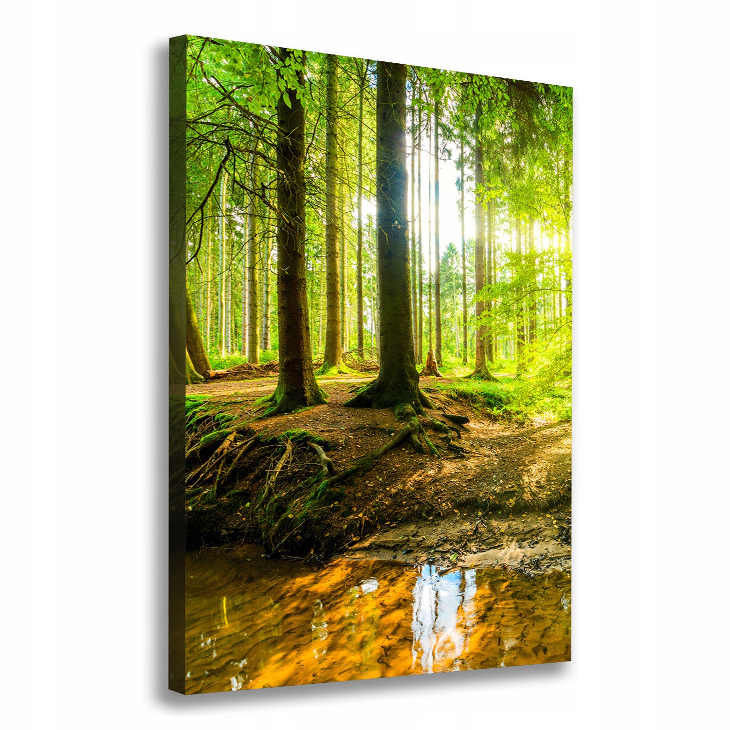 

Foto obraz na płótnie Słońce w lesie 70x100 cm