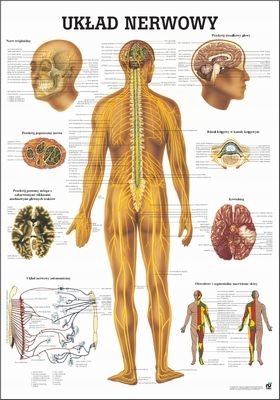 Tablica medyczna Układ Nerwowy 100 x70 cm (w języku polskim)