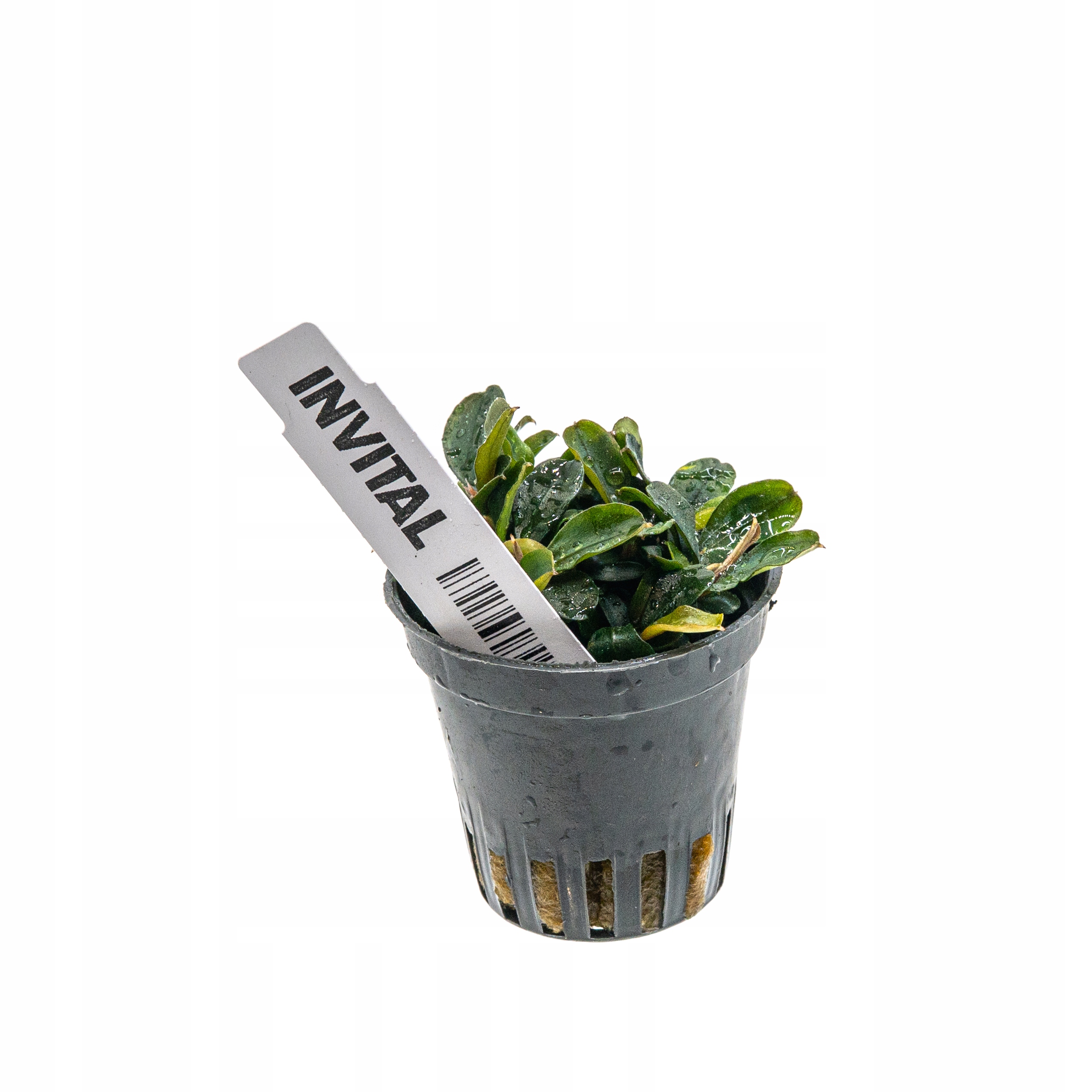 Bucephalandra 