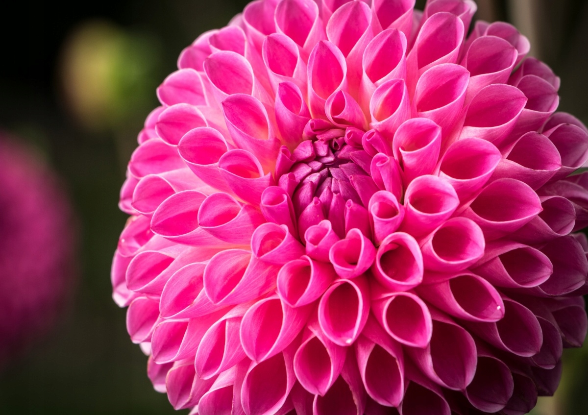 

Tapeta flizelinowa Dalia Różowy 312x219