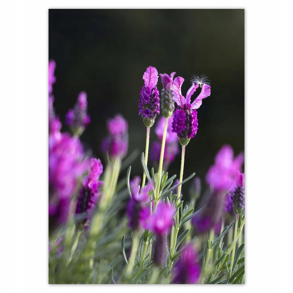 

Plakaty 50x70 Kwiaty lawendy