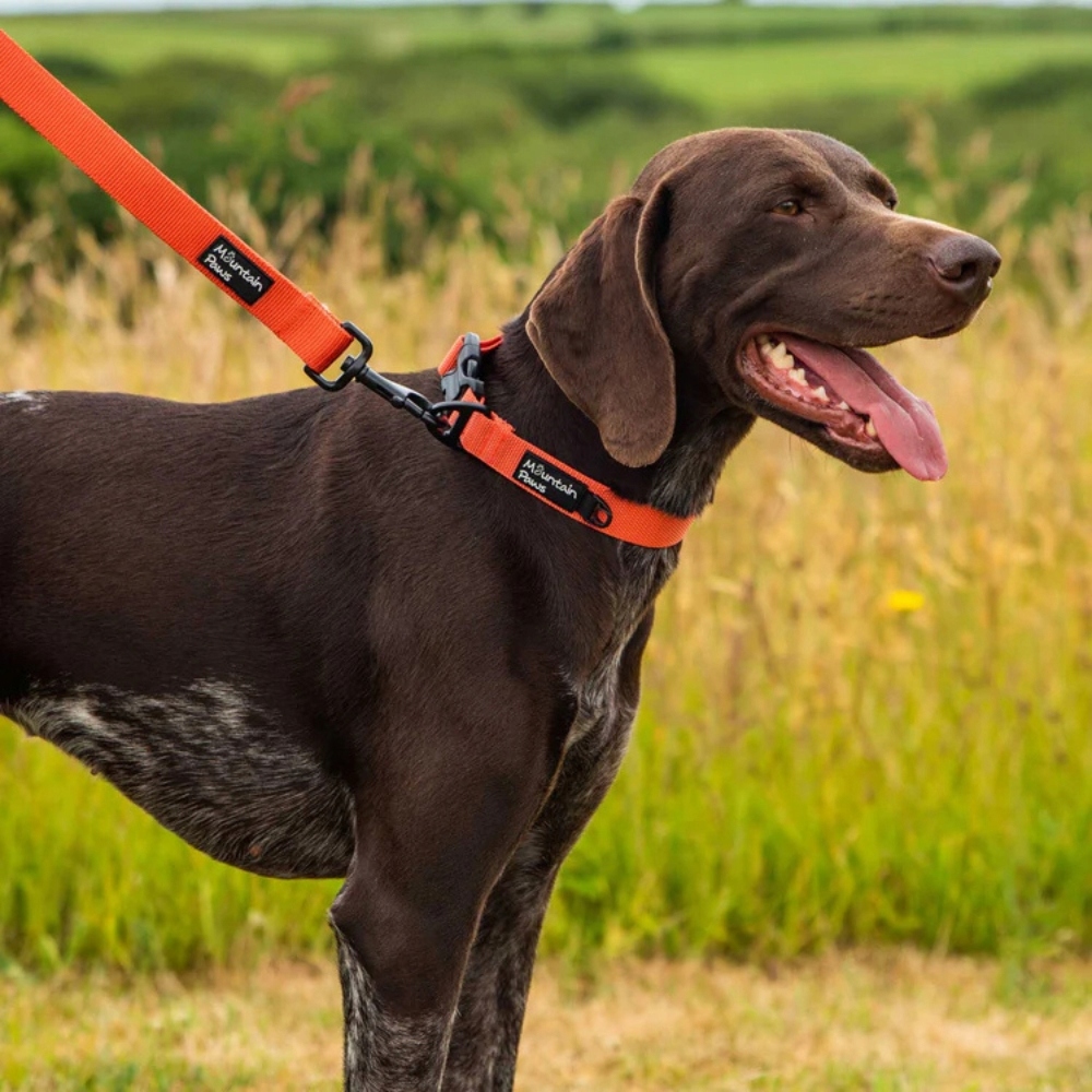Levně Velmi odolný obojek pro psa Mountain Paws oranžový, velikost S