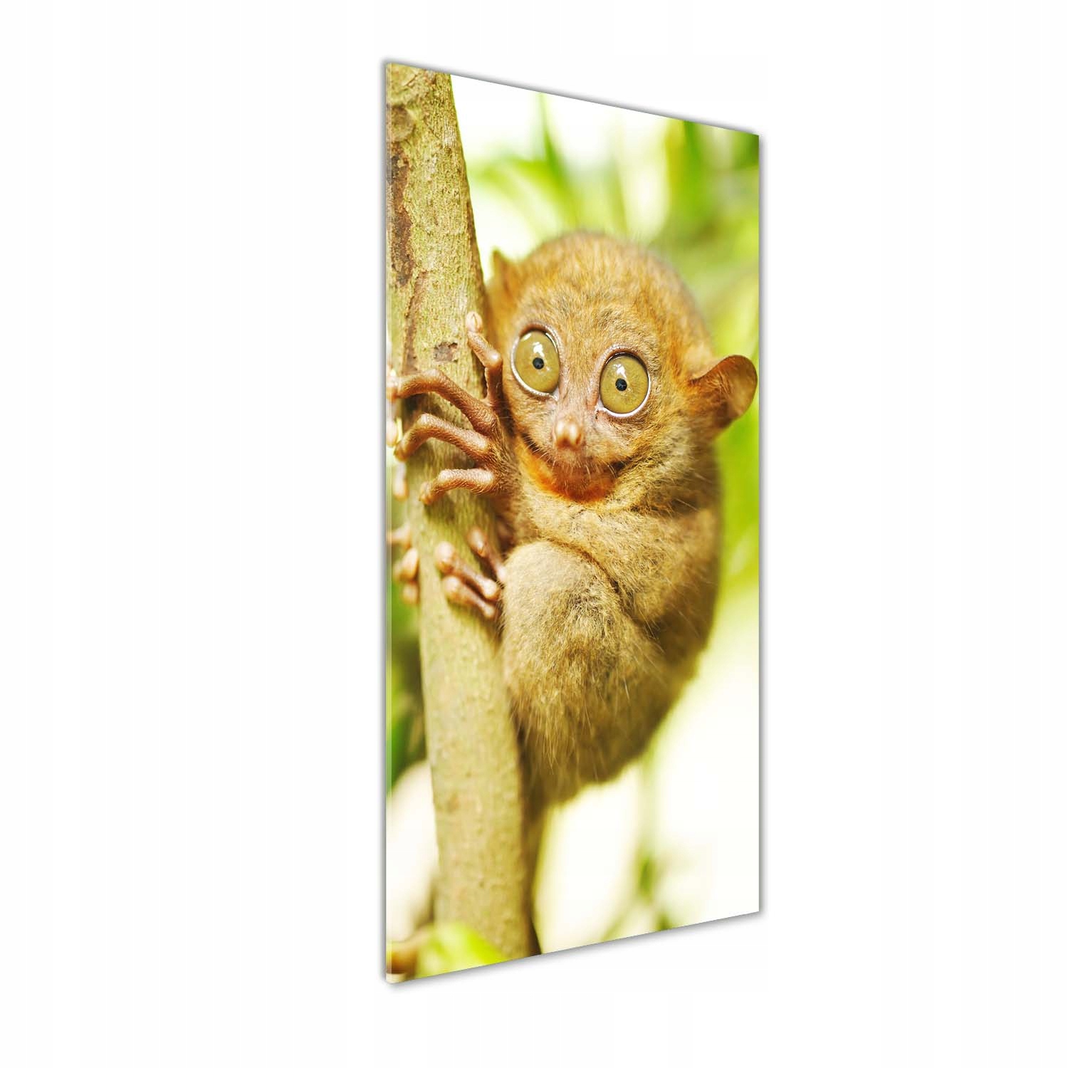 

Foto obraz akrylowy do salonu Wyrak upiorny 50x125