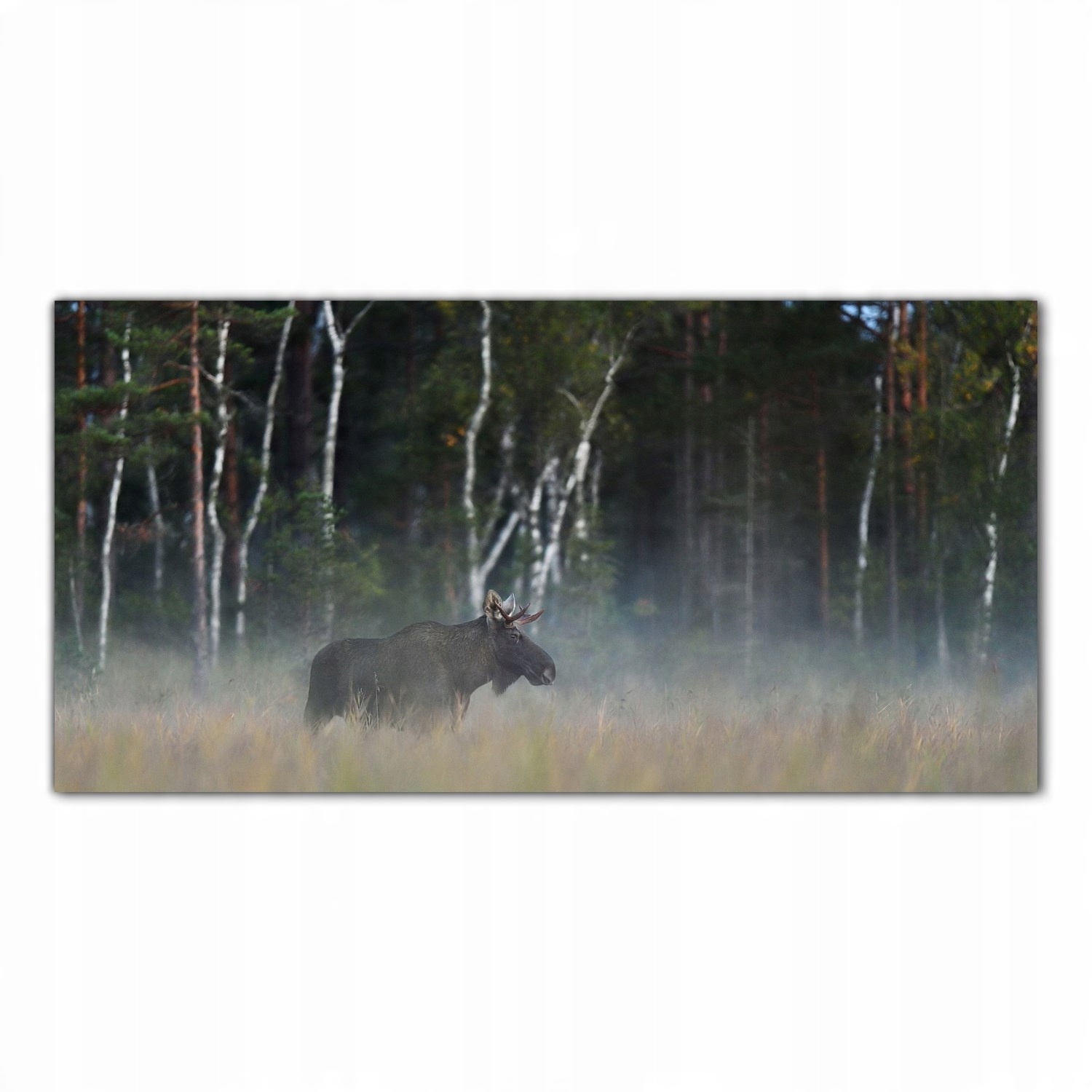 

Obraz na szkle Foto Łoś Mgła Las Zwierzę 140x70