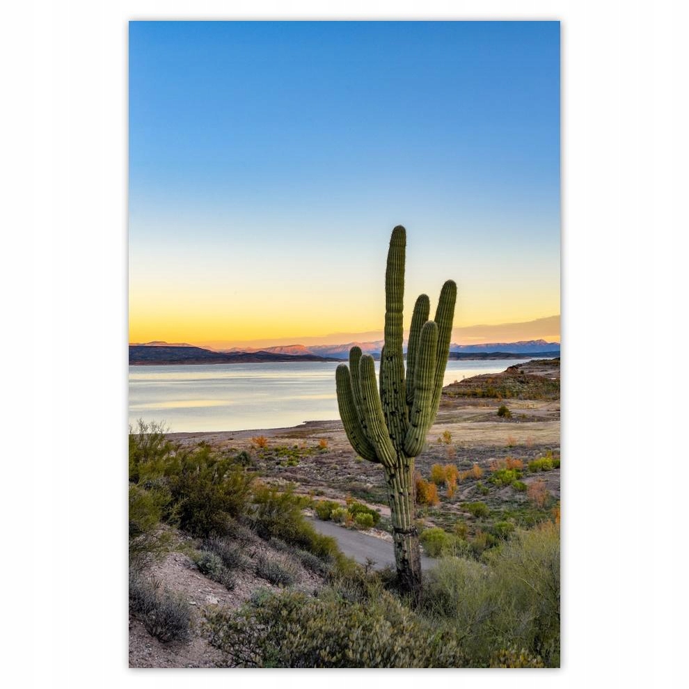 

Plakat 62x93 Kaktusy na pustyni