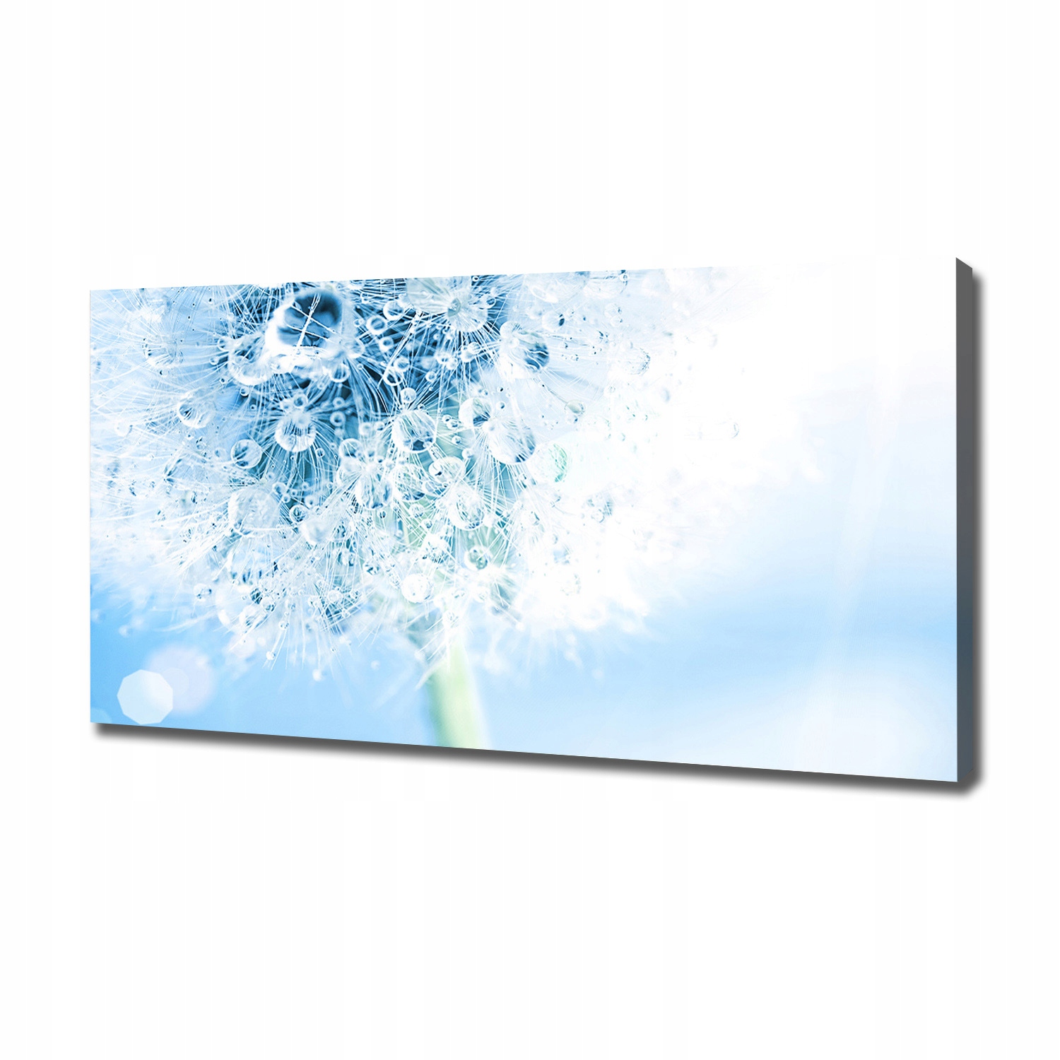 

Foto obraz canvas na ścianę Dmuchawiec 120x60 cm