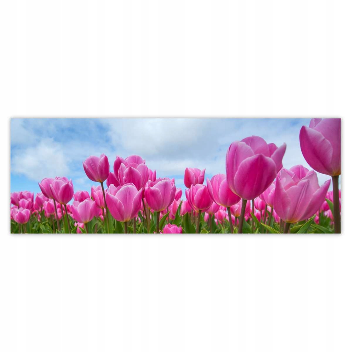 Fototapety 624x219 Tulipány na Deň sv. Valentína