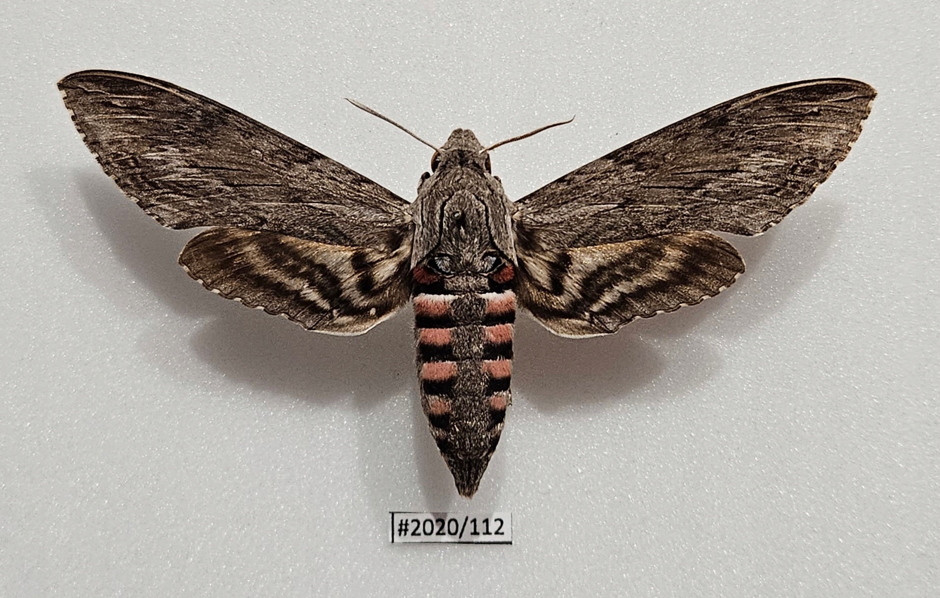 Motyl Agrius convolvuli samica 120mm . !! DUŻY OKAZ .