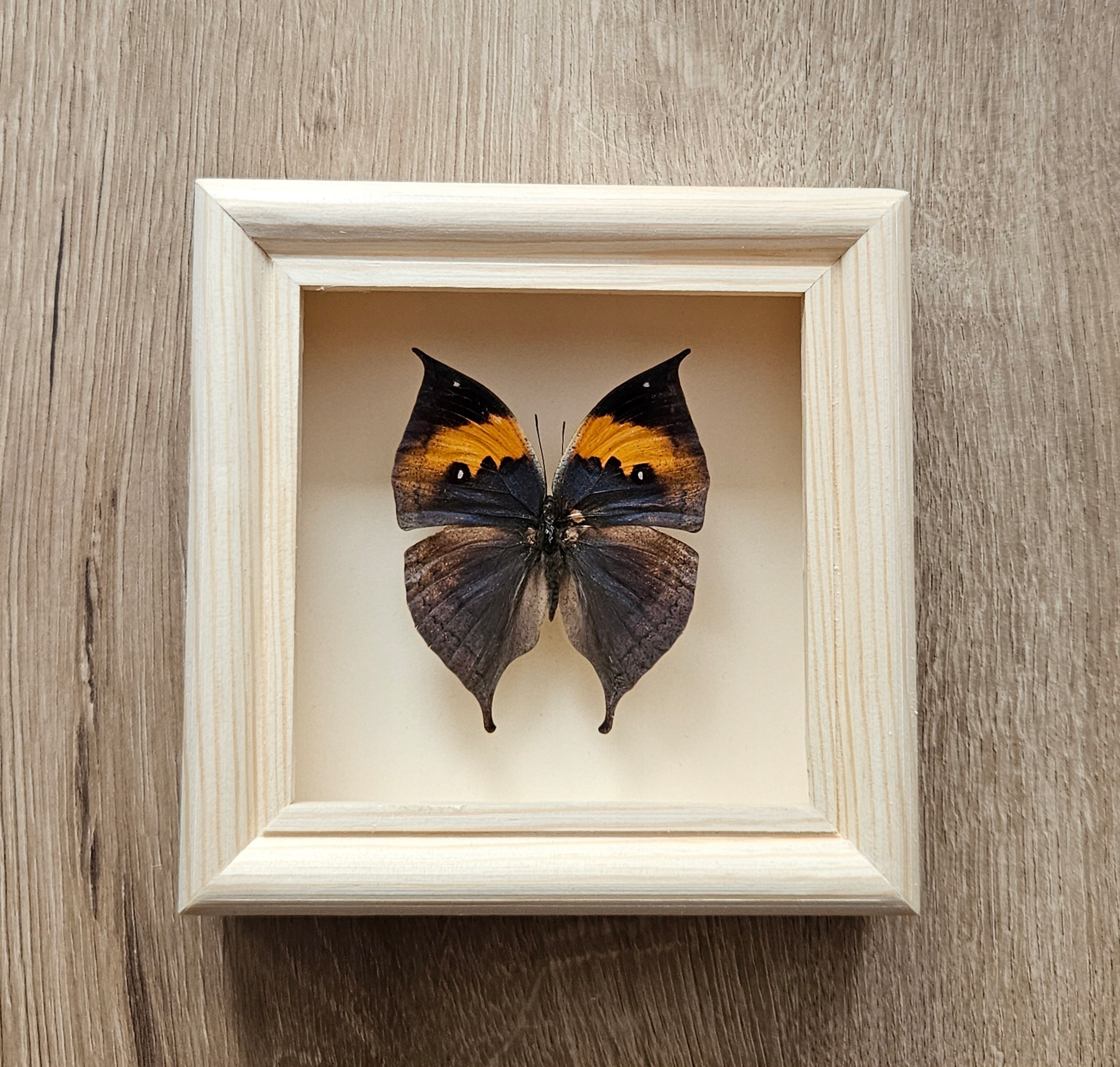 Motyl Motyl Kallima inachus w gablotce.