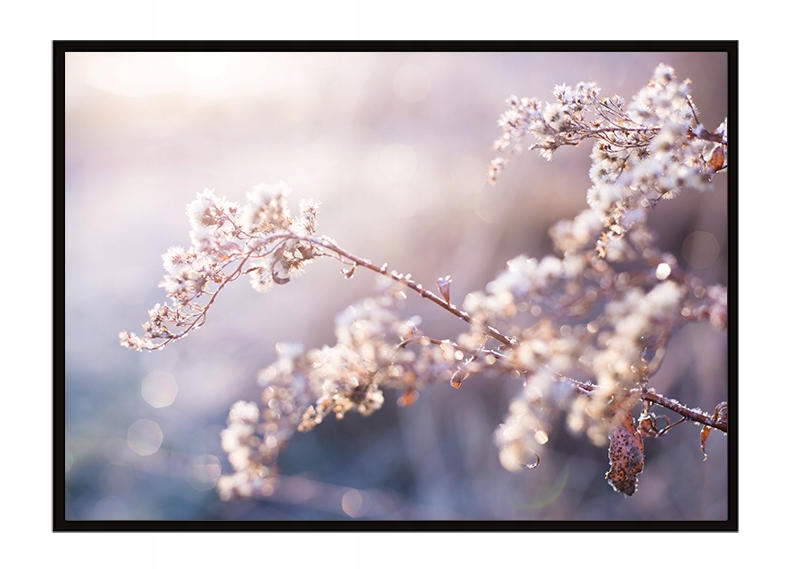 

Obraz Plakat W Ramie 53x73 cm Gałązka P1618