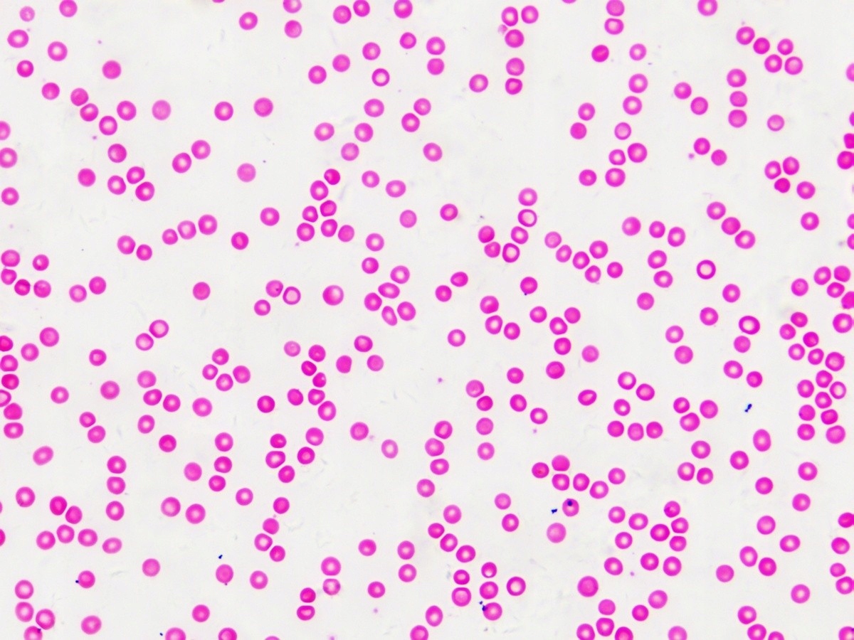 Preparaty mikroskopowe - BRESSER - narządy i tkank Płeć chłopcy dziewczynki