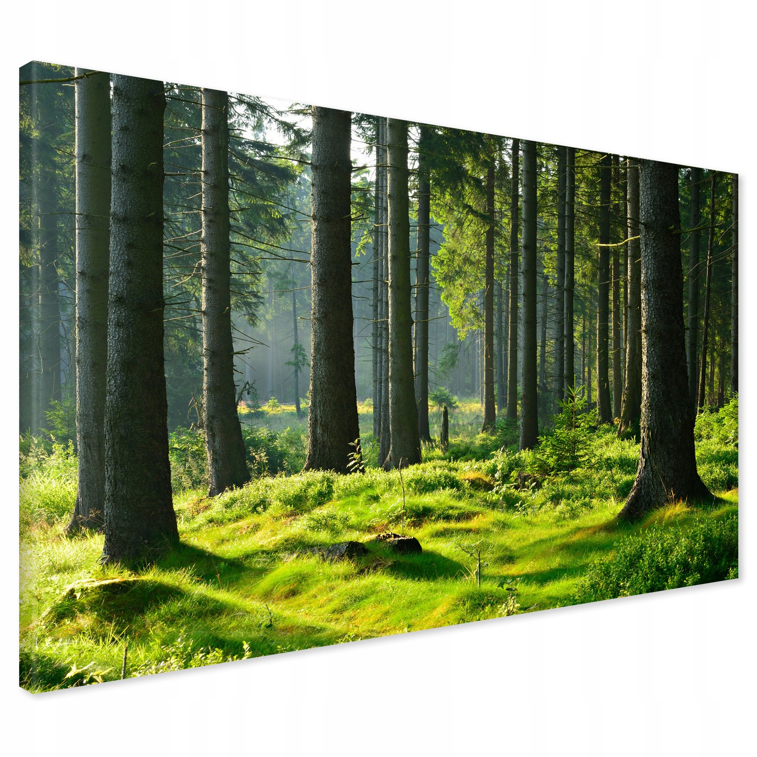 

Obraz na płótnie las drzewa 120x80