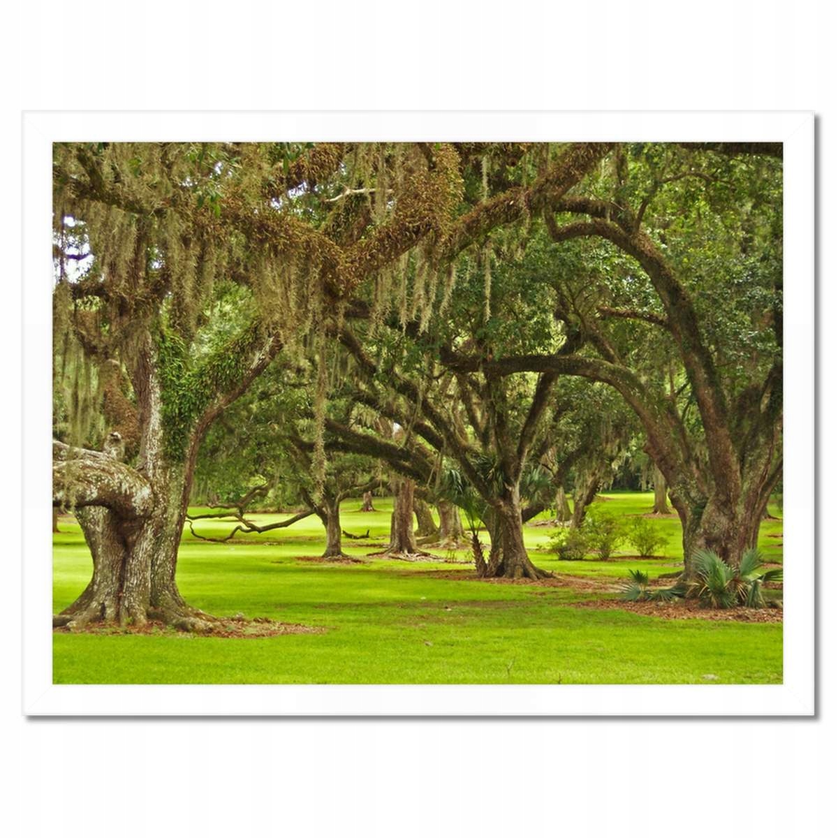 Plakáty v rámu 40x30 Park s duby