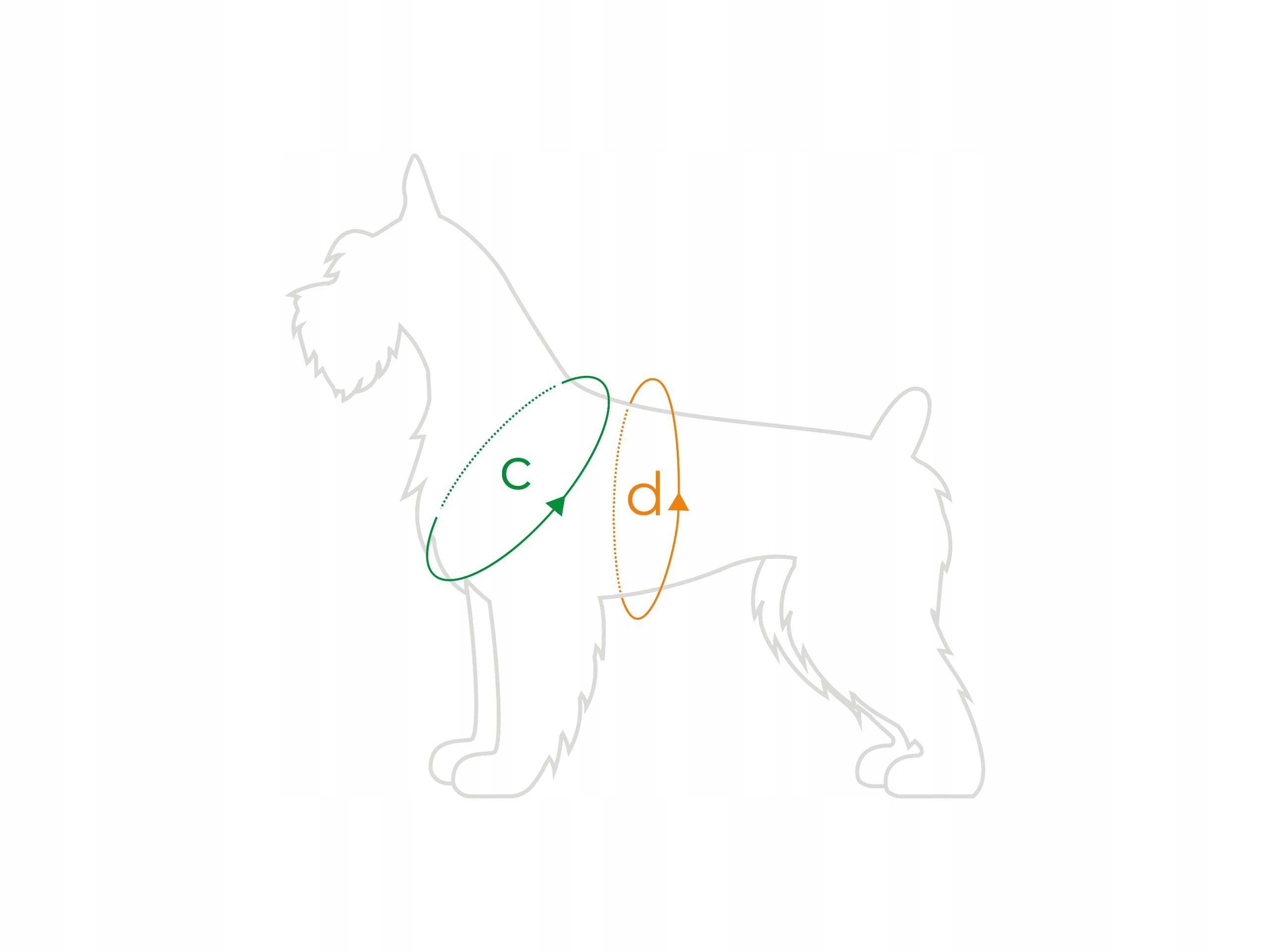 amiplay Treningowe szelki Easy GO Samba M Różowe Marka Amiplay