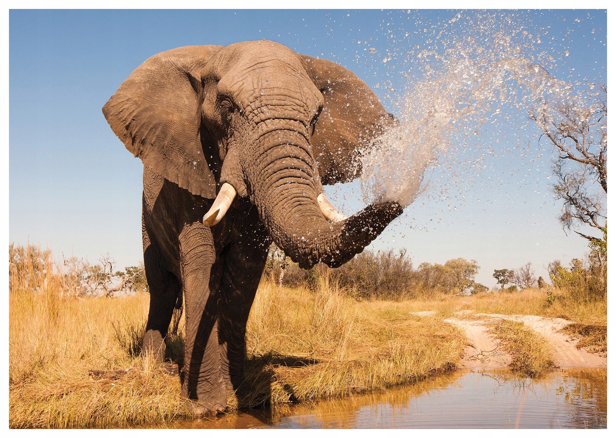 Fototapeta Africké slony Savana klid a příroda 368x254 lepidlo