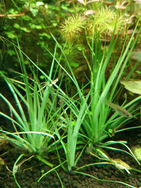 Eriocaulon Lineare Rośliny akwariowe