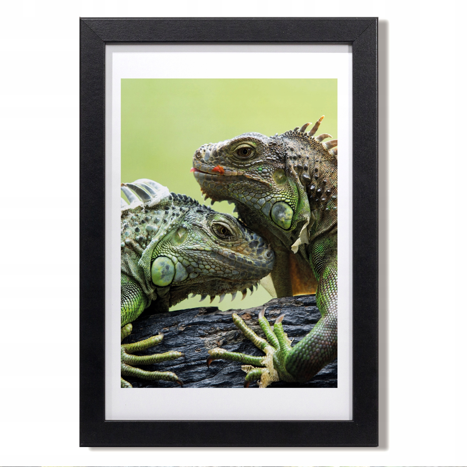 Obraz v rámu na zeď Legwan pár plazů 20x30 cm