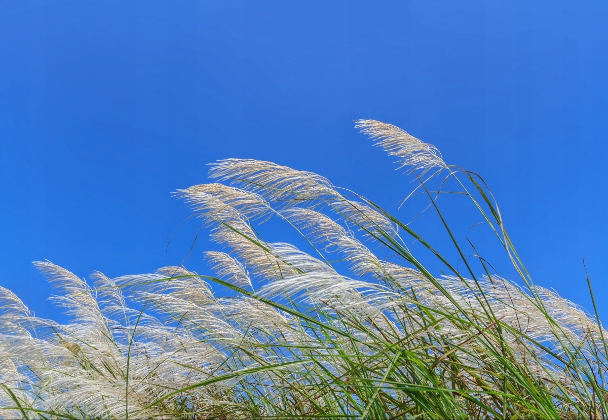 

Fototapeta Flizelinowa Trawa Niebieski 152x104