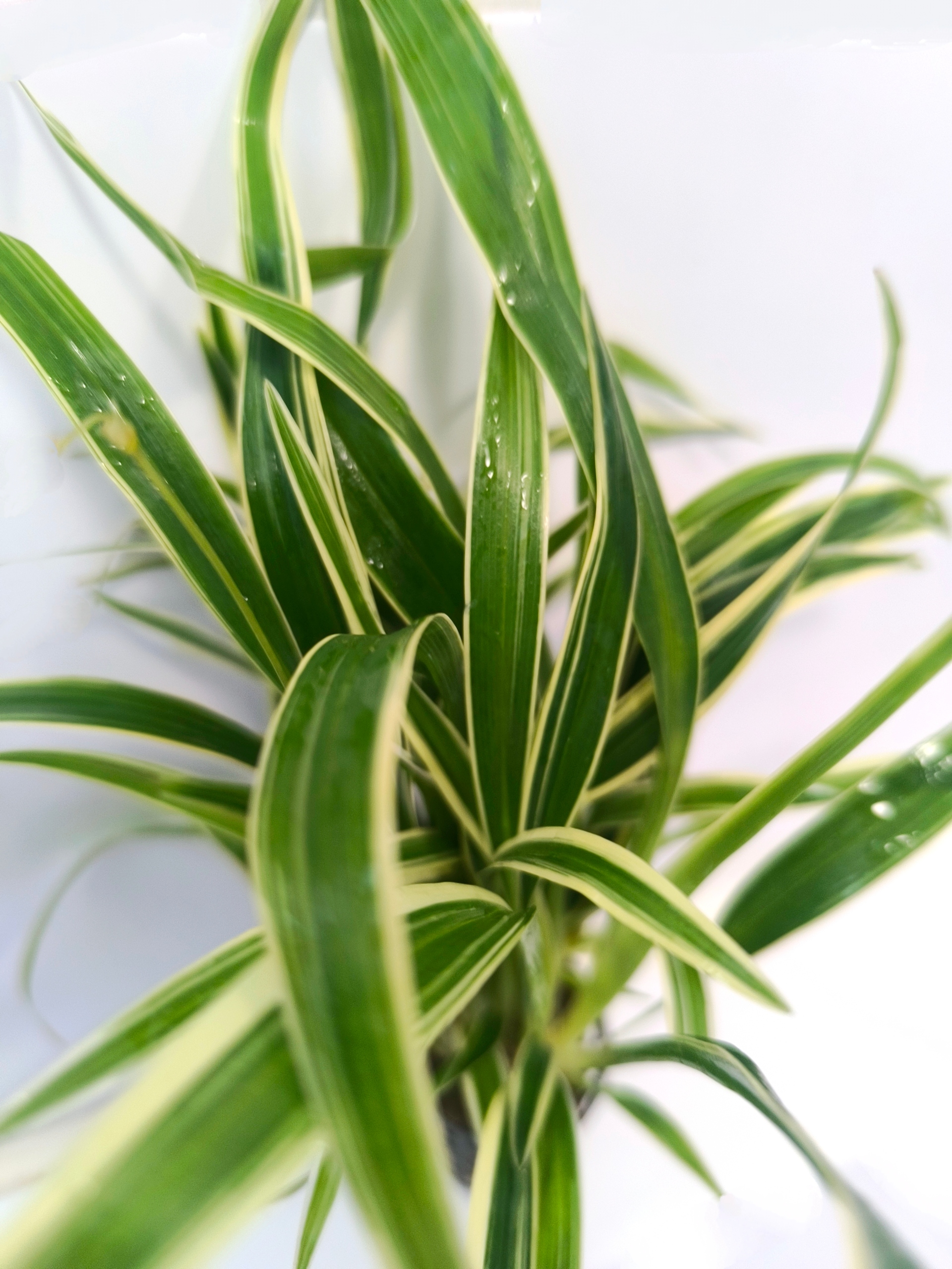 Chlorophillum bichetii koszyk Rośliny Dekoracja Akwarium Wysoka Trawa