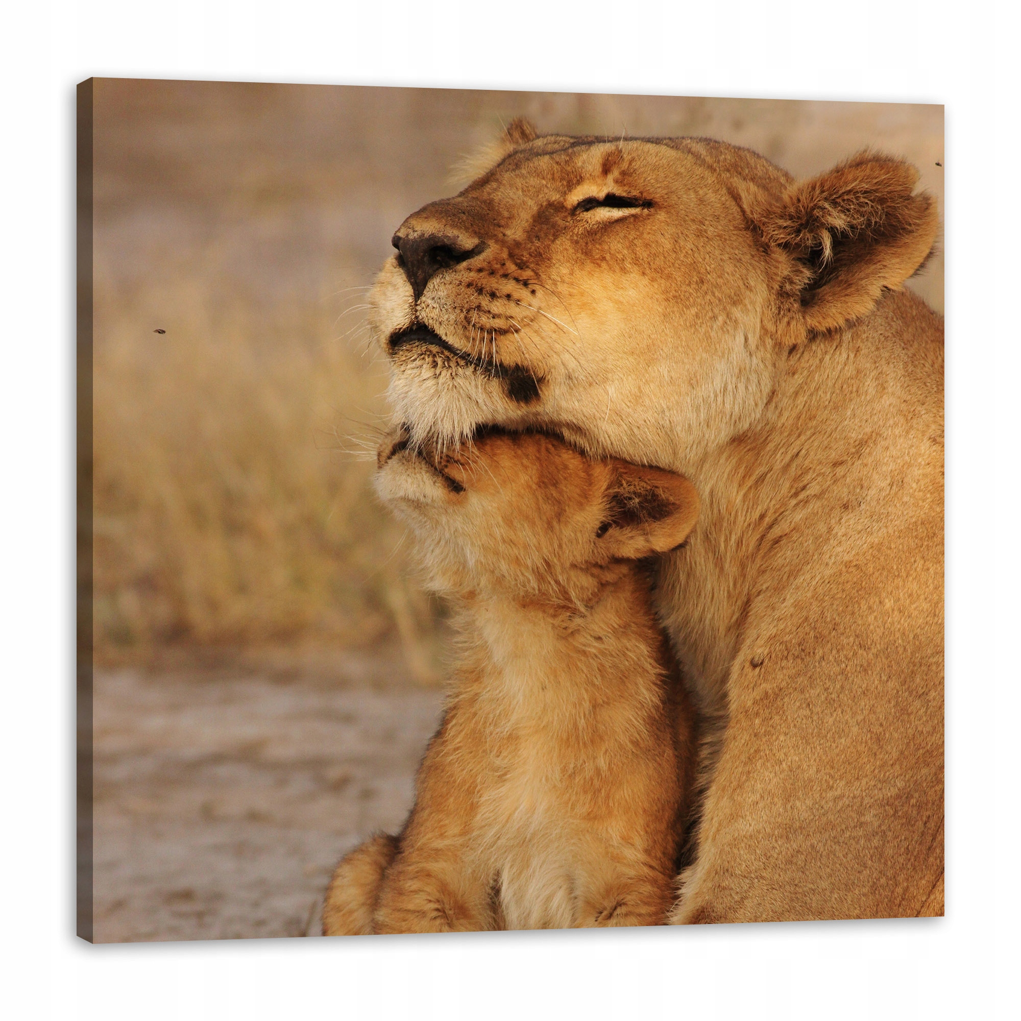 Obraz na plátně Lvice a Lvíče Savana Natura 90x90 cm