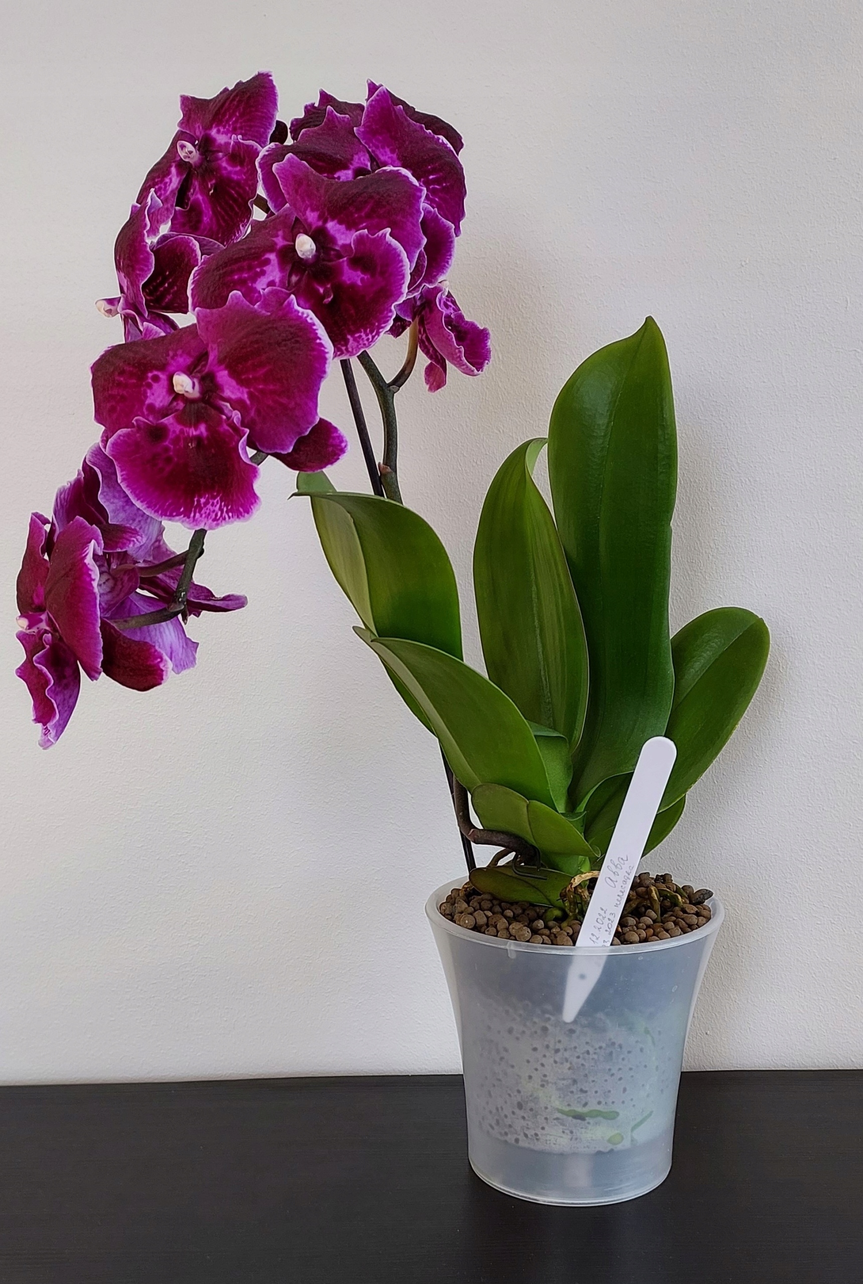 

Przezroczysta doniczka do storczyków 2w1 Ø 15,5 cm