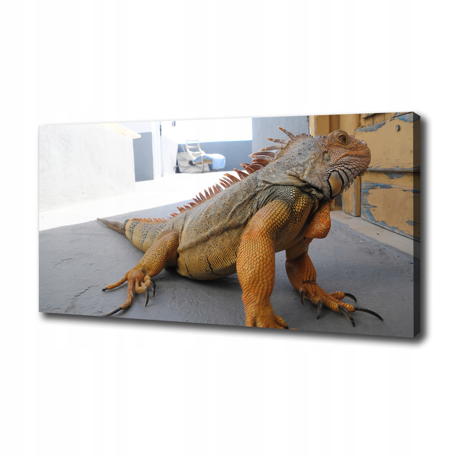 Velký fotoobraz na zeď canvas Iguana 100x50 cm