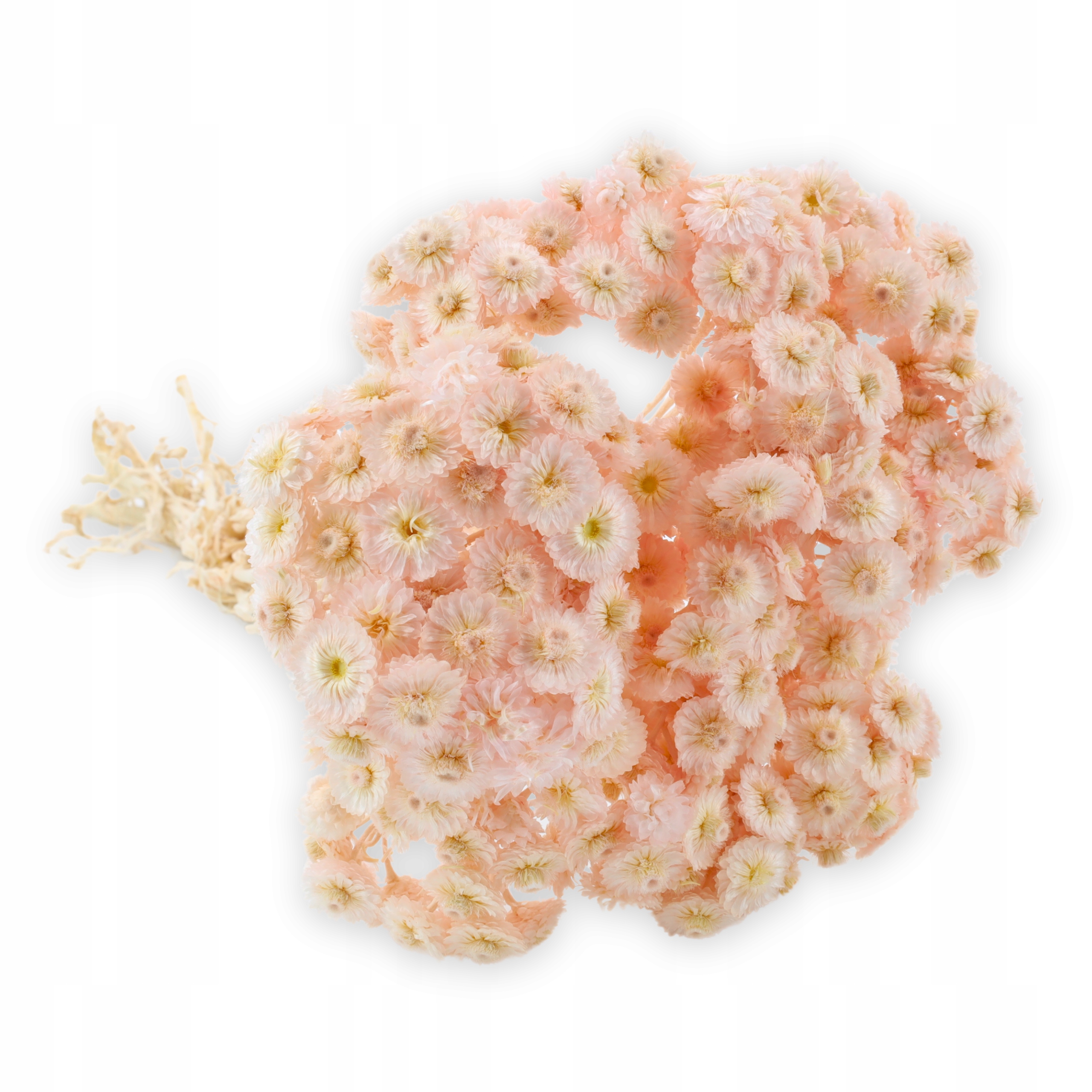 Kocanka Suszona Włoska (Helichrysum italicum) - Róż Perłowy