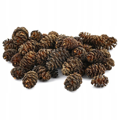 

Szyszki Olchy Alnus glutinosa Olsza czarna 100g