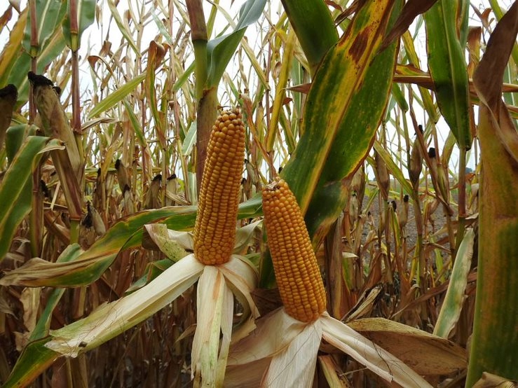 Nasiona kukurydzy Obanga FAO 220 na ziarno / kiszonkę pewny duży plon