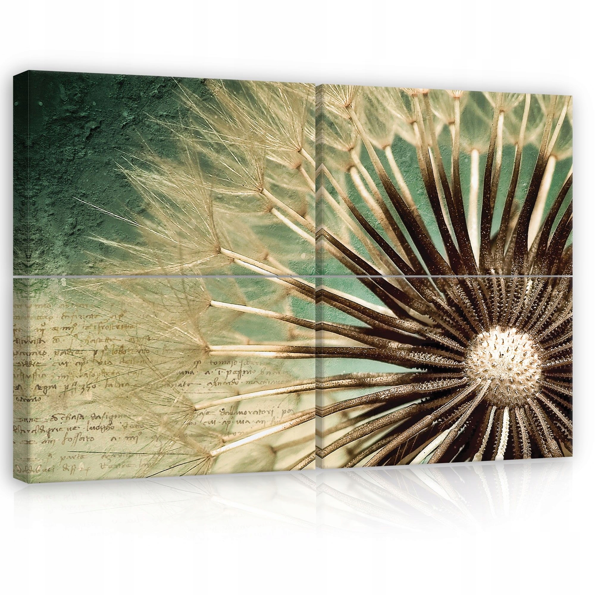 Obraz 120x80 Púpava lekárska makro semená príroda ľahkosť pokoj spánok