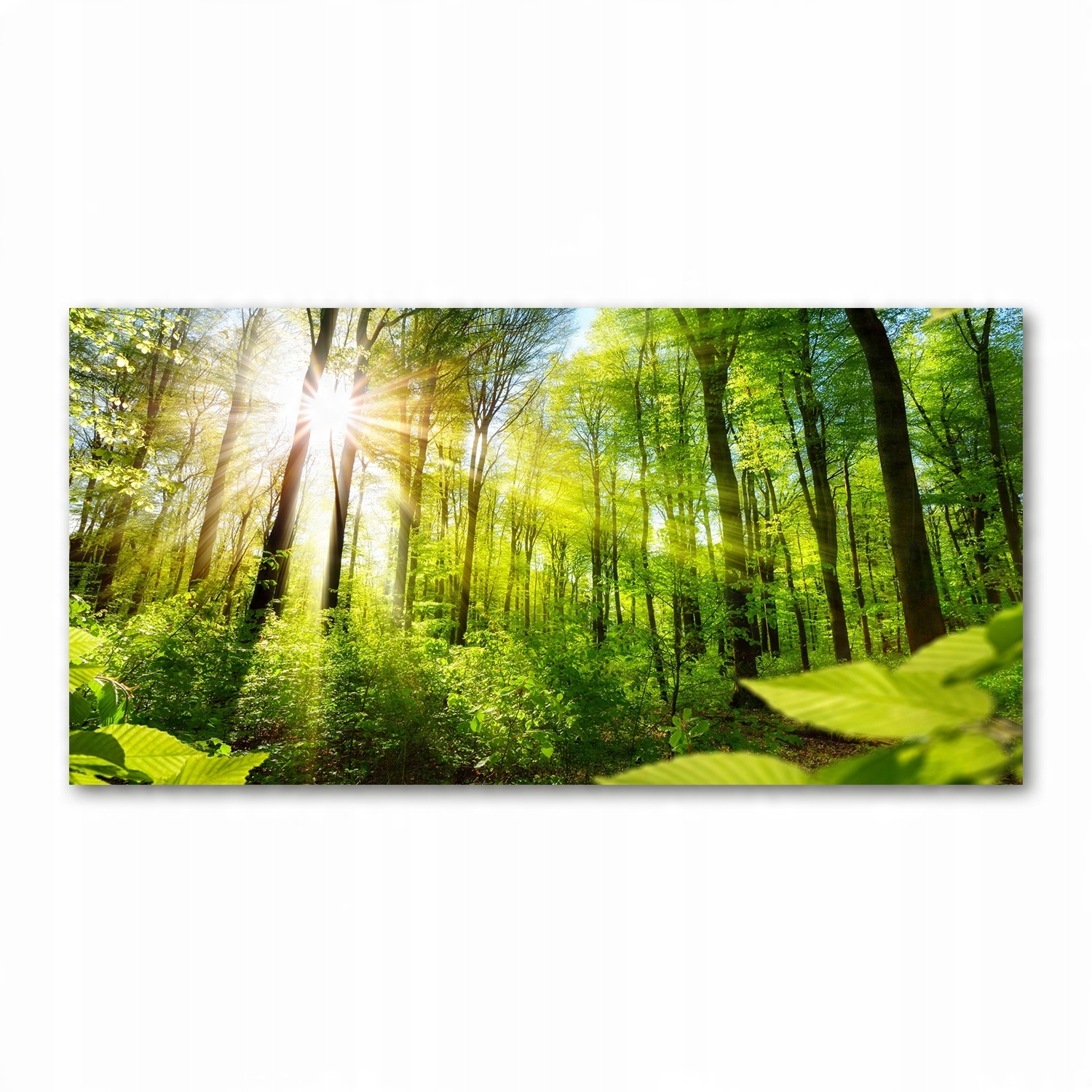

Foto obraz akryl zdjęcie Las w słońcu 120X60 cm