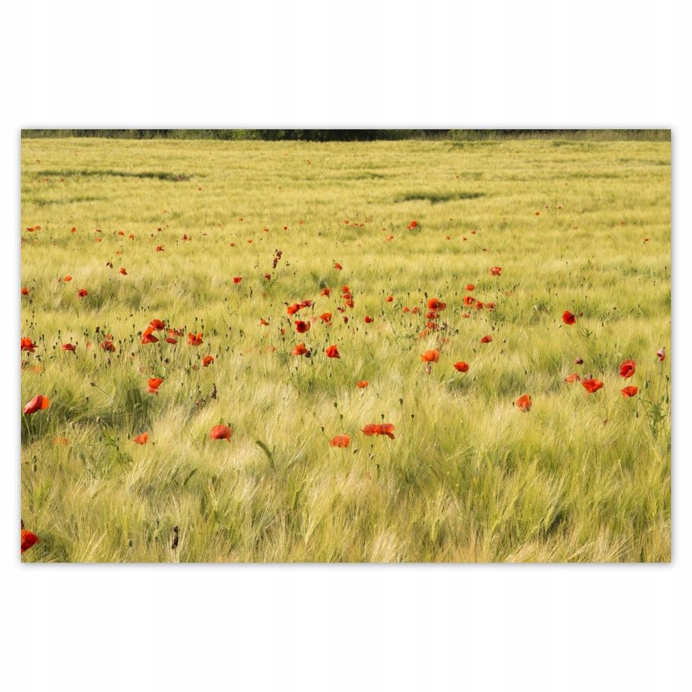 

Plakat 93x62 Maki na polu