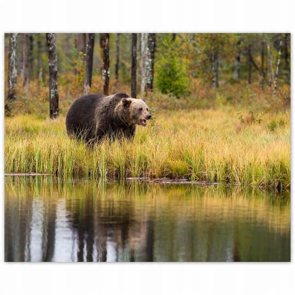 

Plakat 50x40 Zwierzęta Zwierzątka