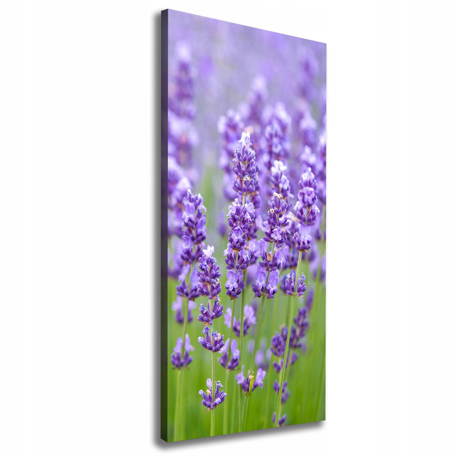 

Foto obraz canvas do salonu Pole lawendy 50x125
