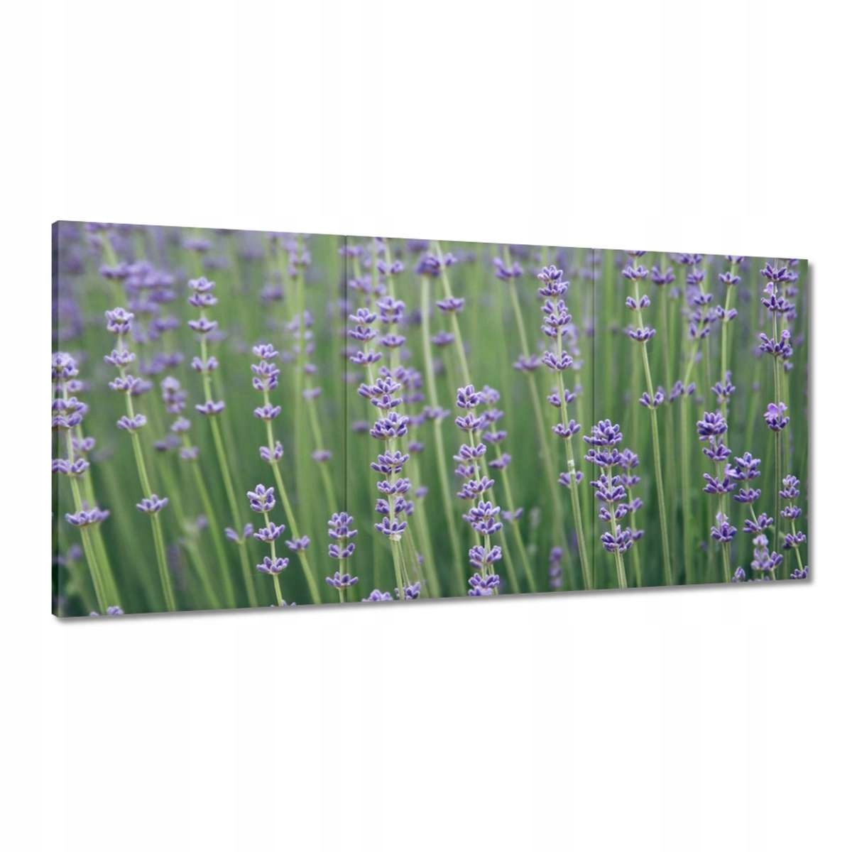 Obrazy 180x90 Levanduľa Levanduľový svet