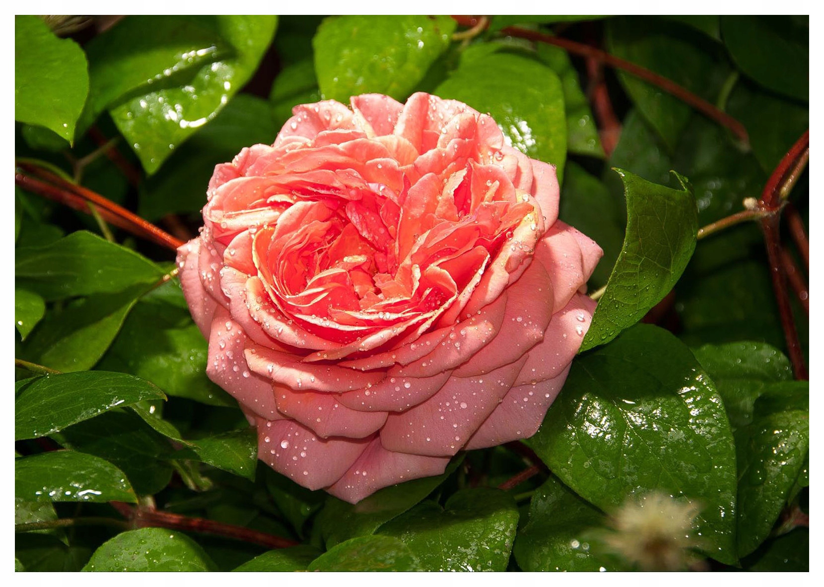 Vliesová fototapeta Růže ranní rosa svěžest jara 416x254 lepidlo