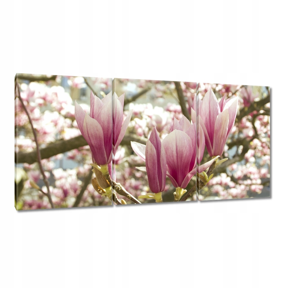 

Obrazy 120x60 Magnolia