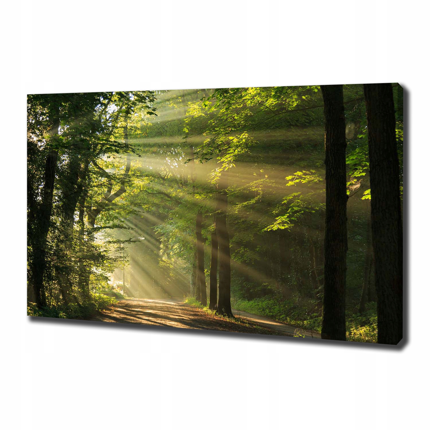 

Duży foto obraz na płótnie Las w słońcu 100x70 cm