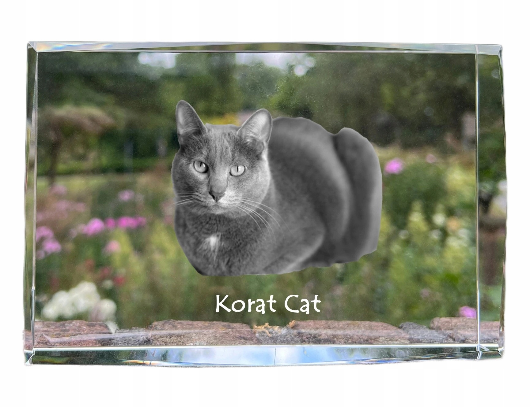 Mačka Korat, fotografia v kryštáli, suvenír, trofej, poďakovanie