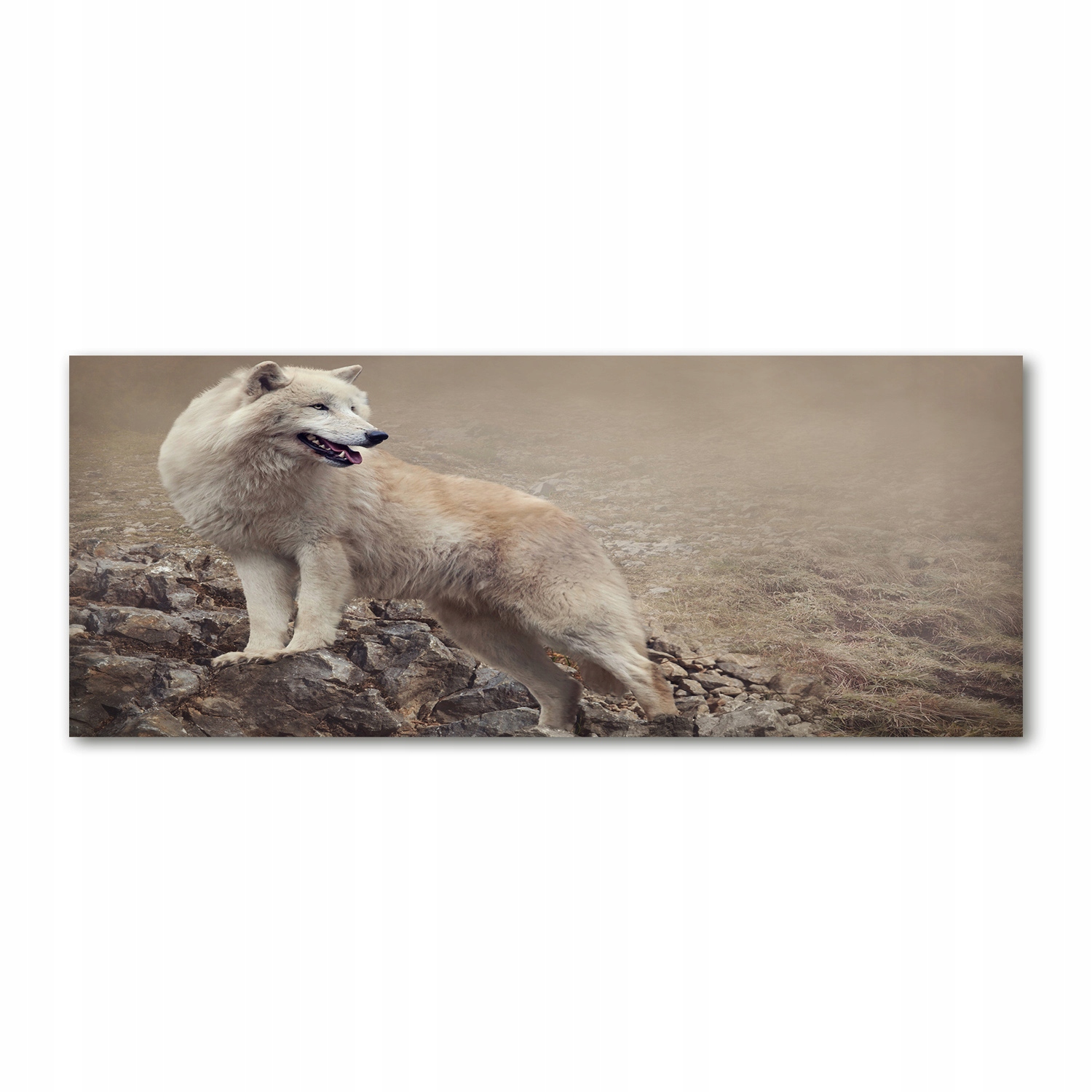 

Foto obraz szkło akryl Biały wilk na skale 125x50