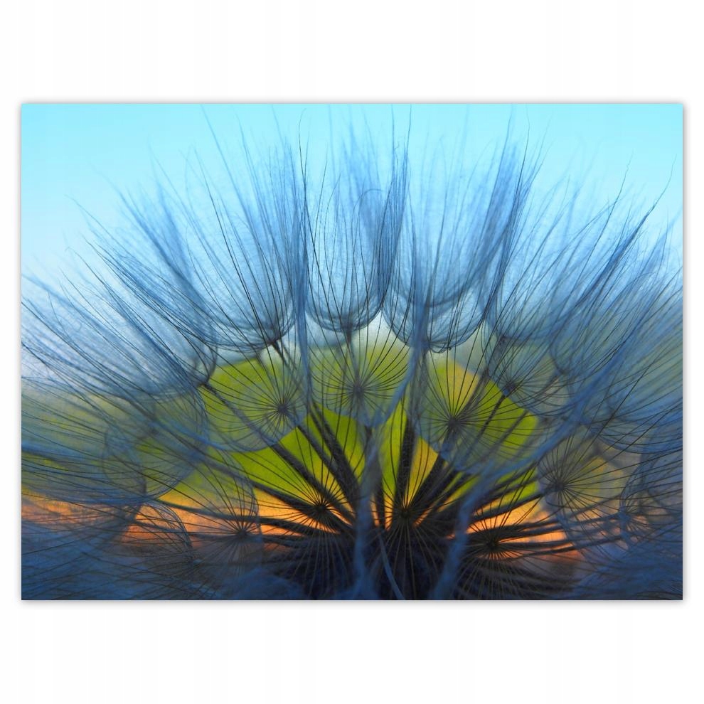 

Plakat 40x30 Dmuchawiec Kwiat Kwiatki