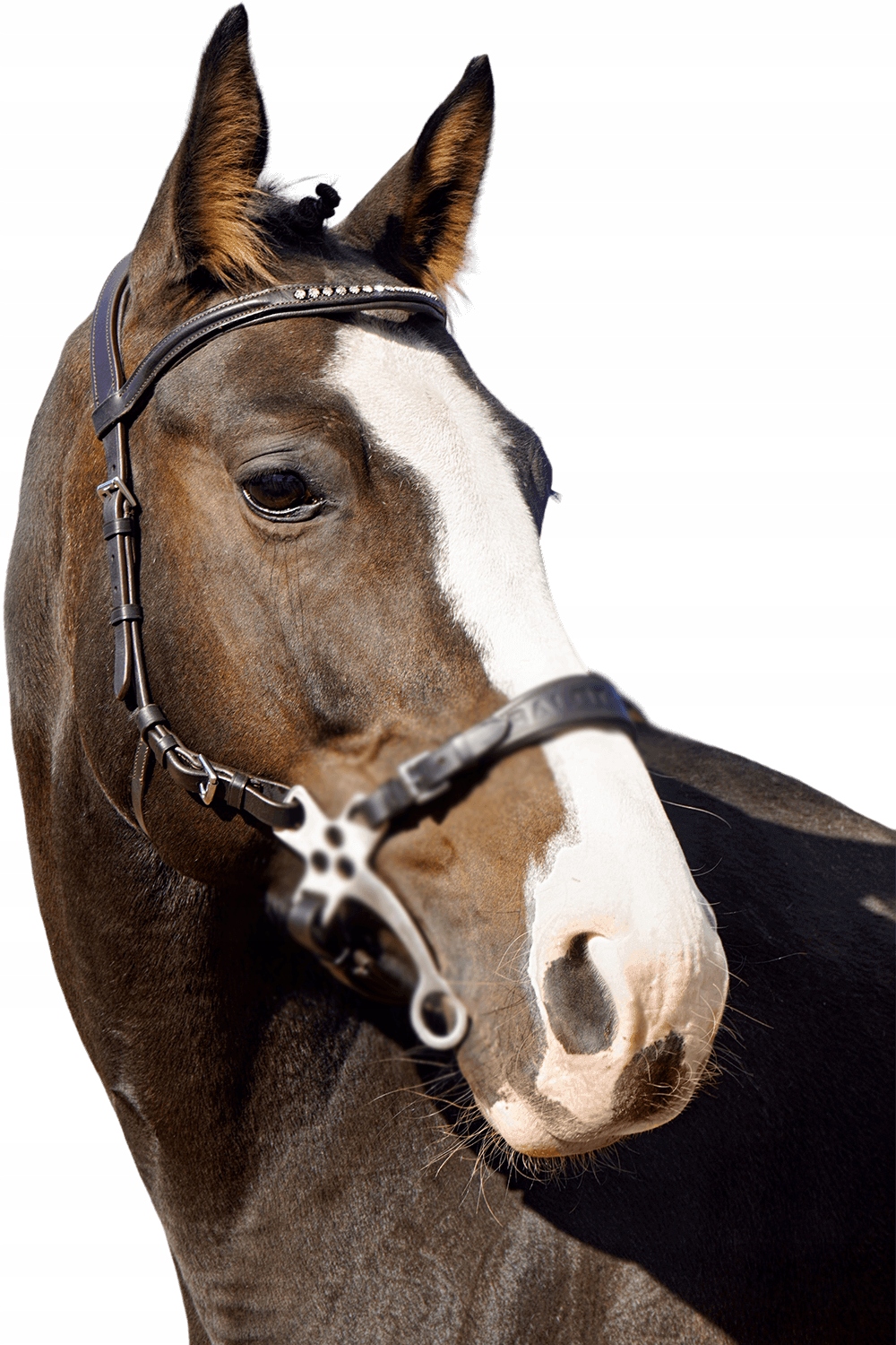 Ogłowie do hackamore Balotade Quick Brązowy Full