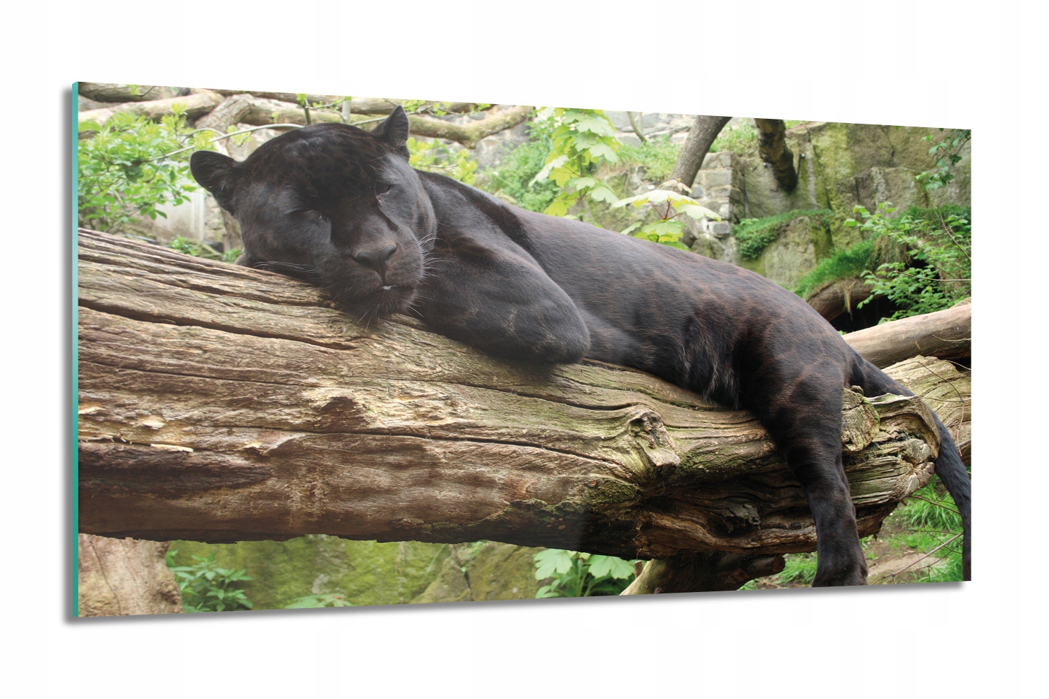 Jaguar na stromě Skleněný fotoobraz do koupelny 100x60