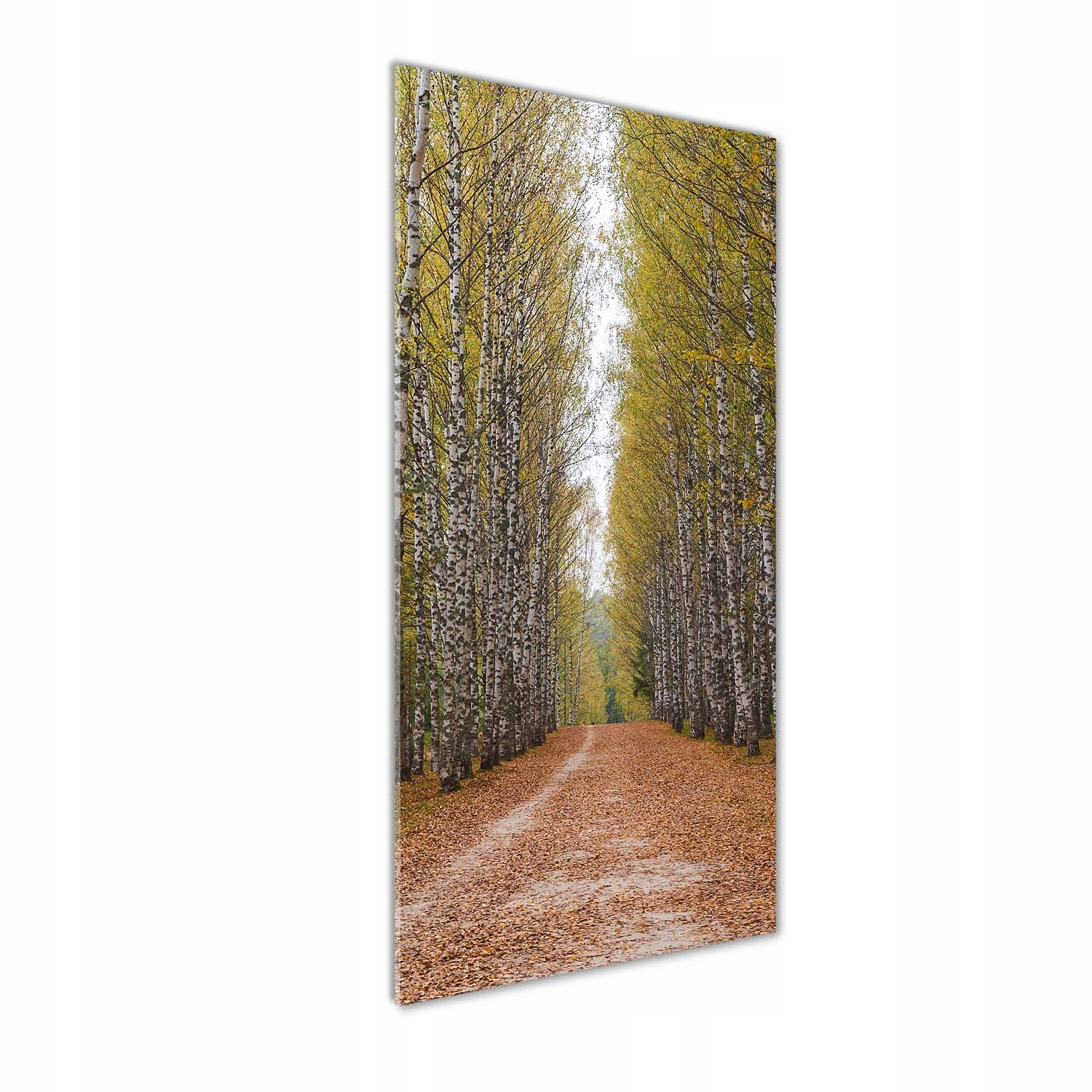 

Nowoczesny fotoobraz akrylowy Las brzozowy 50x125