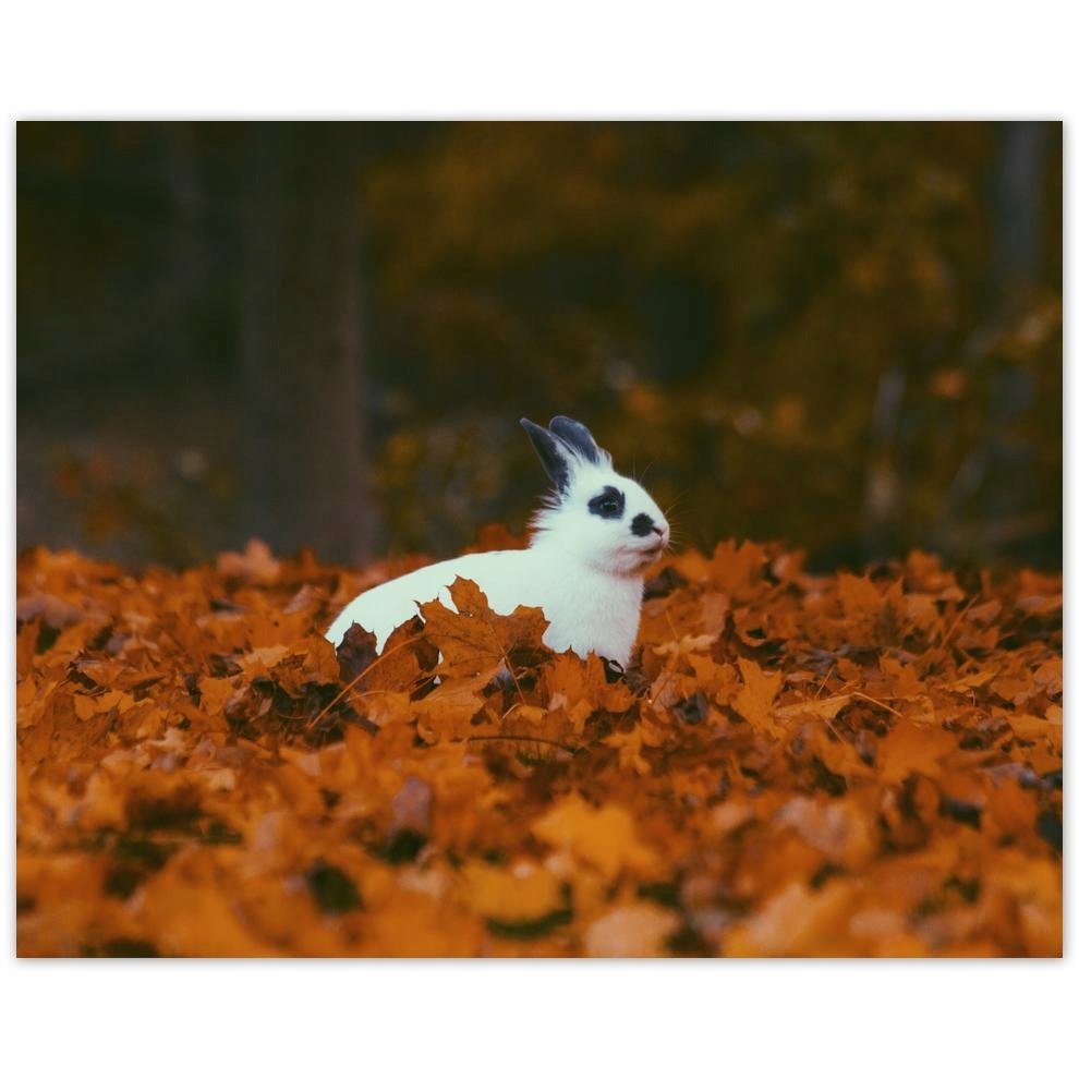 

Plakat 50x40 Zwierzęta Zwierzątka