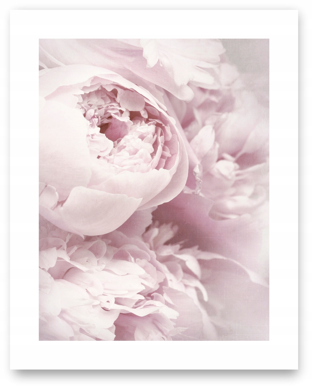 PIWONIE PEONIE KWIATY plakat 40x50 cm #120