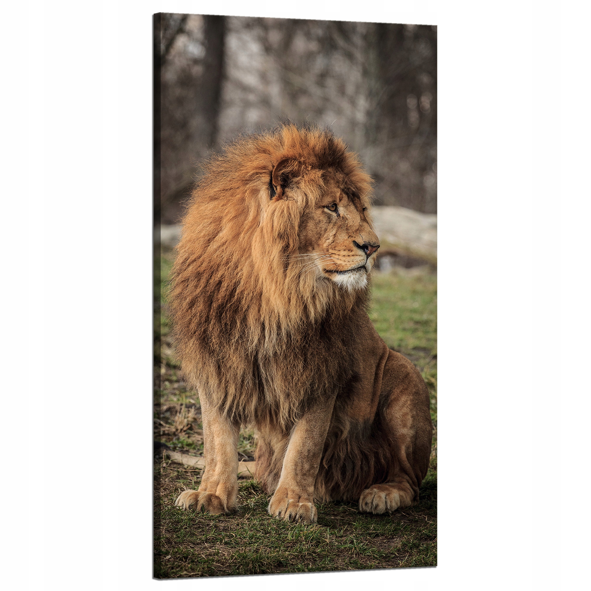 Obraz na plátně Pózující lev na pozadí přírody 60x120 cm Ideální jako dárek