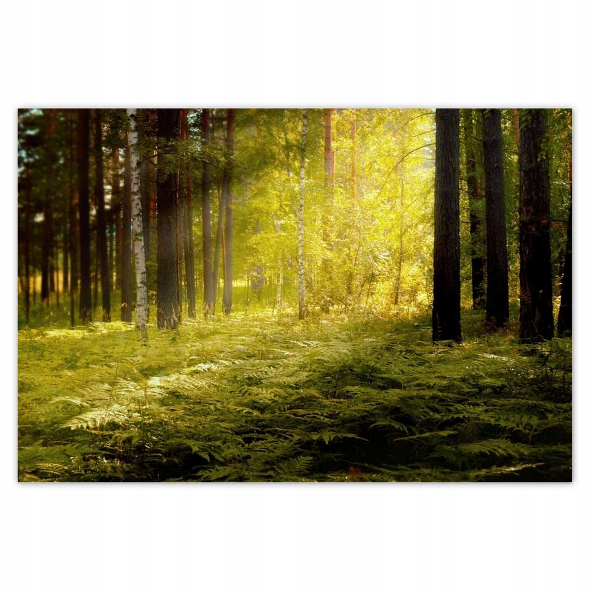 Plakáty 200x135 Východ slunce v lese