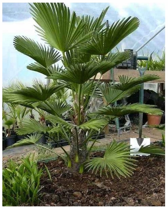 Mrazuvzdorná palma Wagnerov drhnutie do - 24 C vo vašej záhrade semená