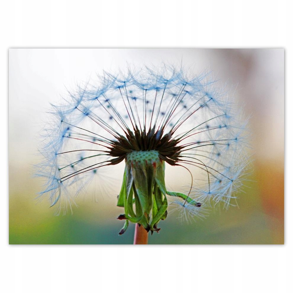 

Naklejki 70x50 Dmuchawiec Kwiat Kwiatki